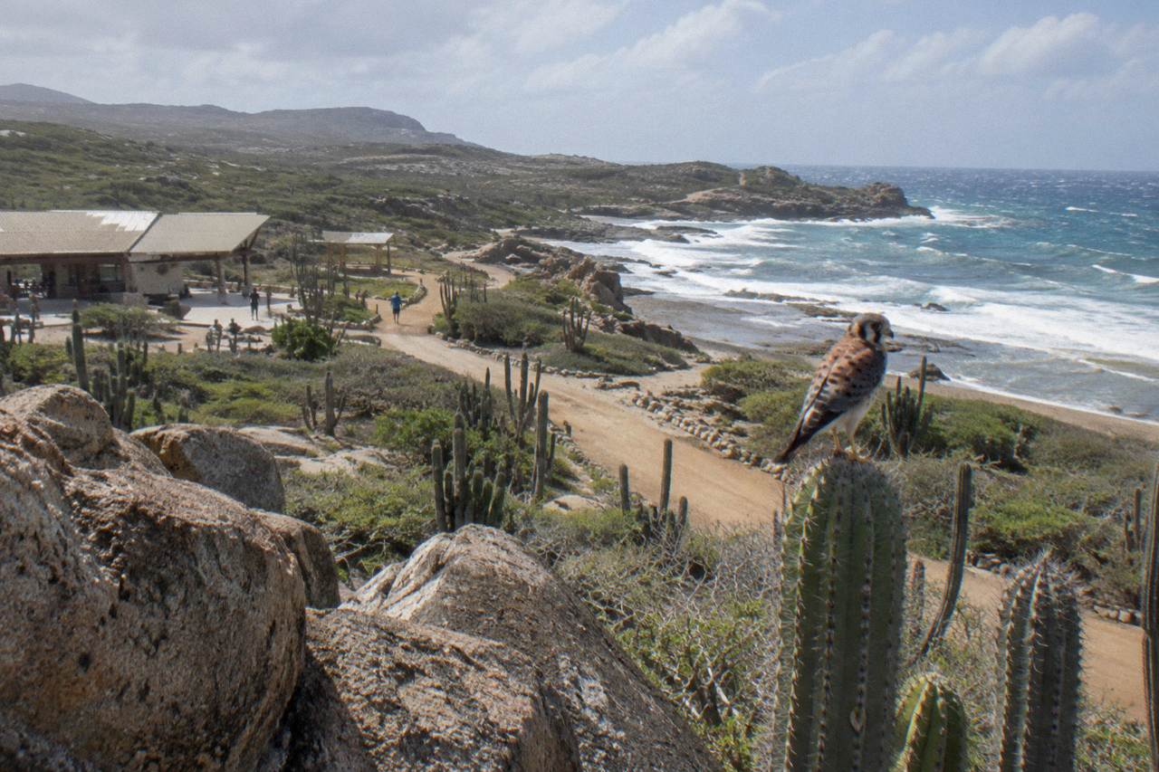 Rocky desert landscape inside Arikok National Park with cacti and a dirt track leading toward the coast