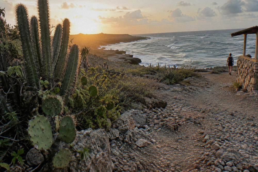 Sunrise light on a dry cactus-studded trail above the sea