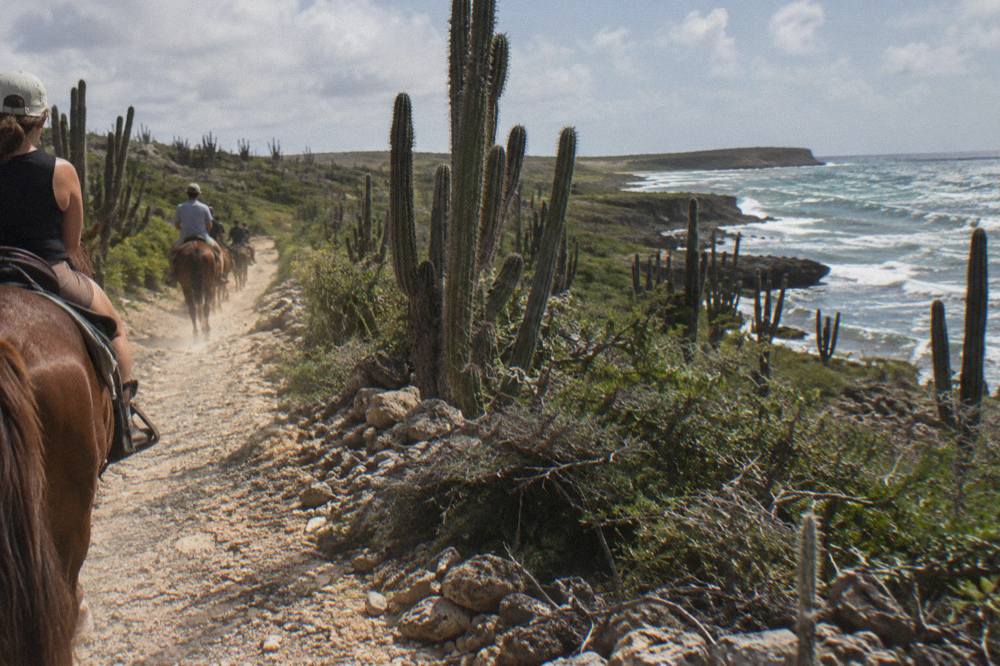 Horses walking in a single file along a dusty desert trail with cactus on either side