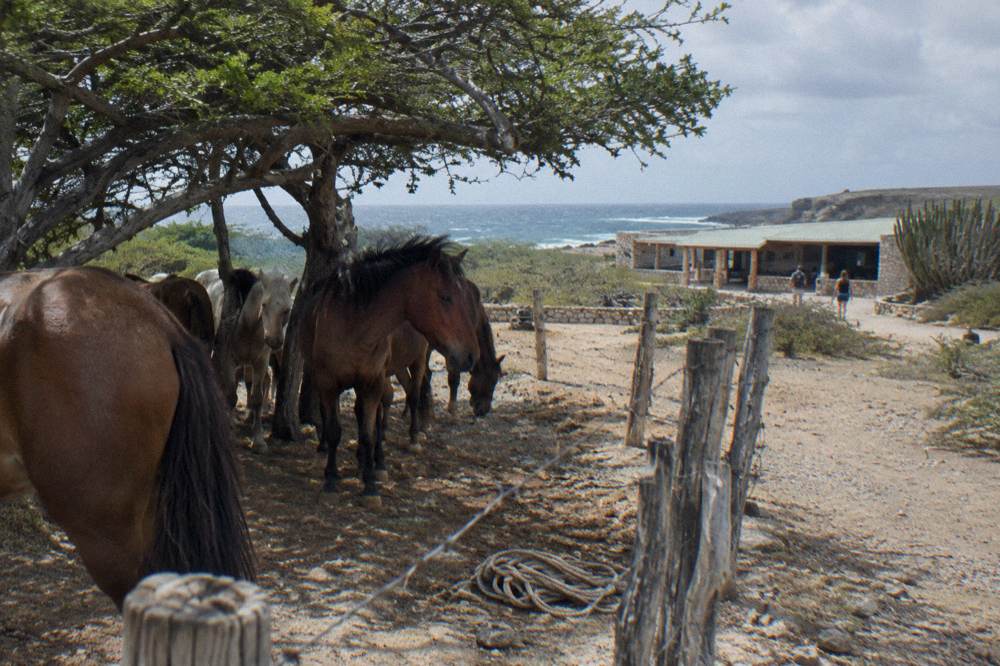 A string of horses resting in the shade near a ranch fence in dry scrubland