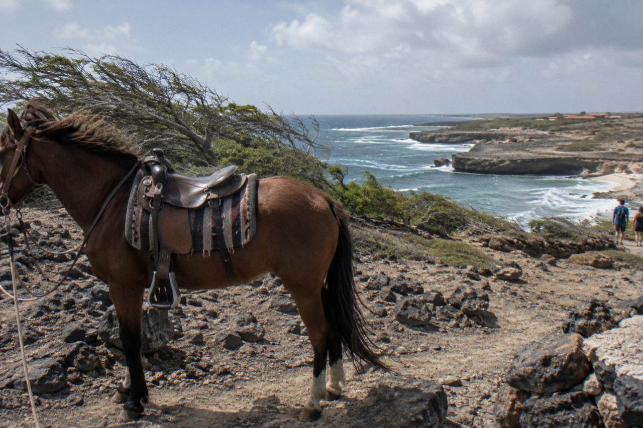 A saddled horse standing on a rocky desert trail above the Aruba north coast