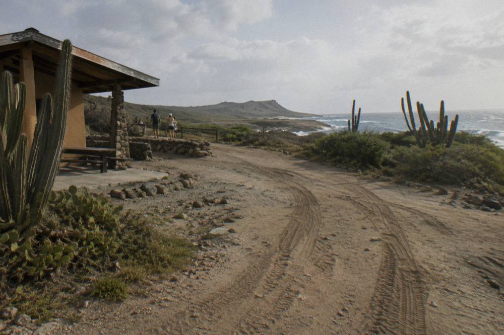 Open sandy track with tire ruts curving between cacti and low scrub under a wide sky
