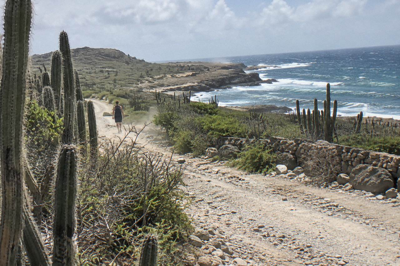 A rugged dirt track winding through dry cactus landscape toward rocky coastline