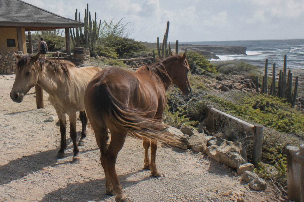 Two horses standing on a dirt path beside desert scrub in the park