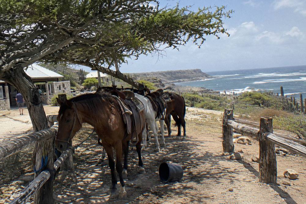 A line of saddled horses resting under trees beside a rustic ranch fence