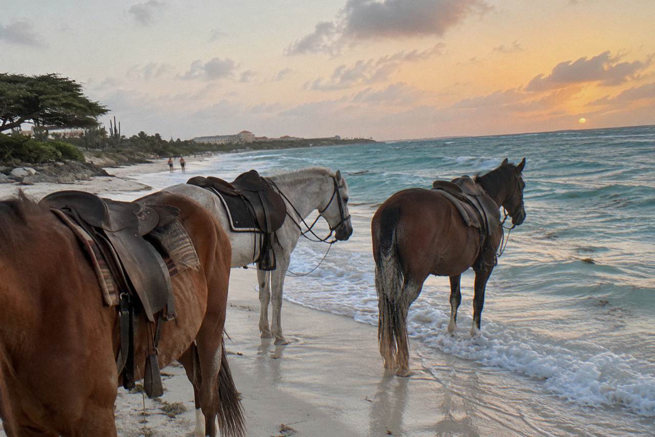 Horses standing on a sandy beach beside gentle turquoise water at sunrise