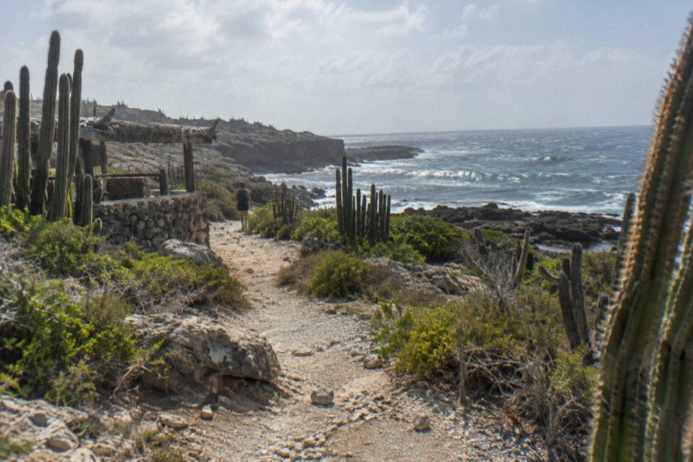 Rocky desert track winding through cactus scrub toward dark volcanic coastline in Arikok National Park