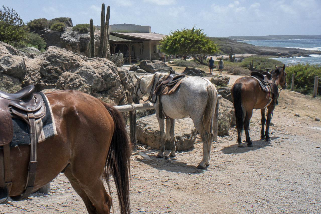 Horses standing on a dry trail near the rocky Aruba north coast at midday