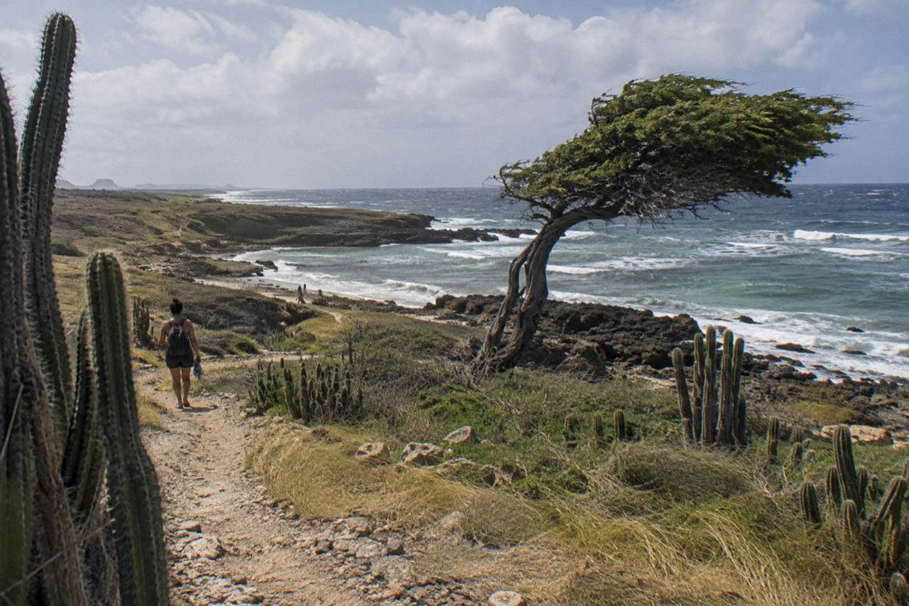 A rugged dirt track winding through dry cactus terrain toward rocky coastline