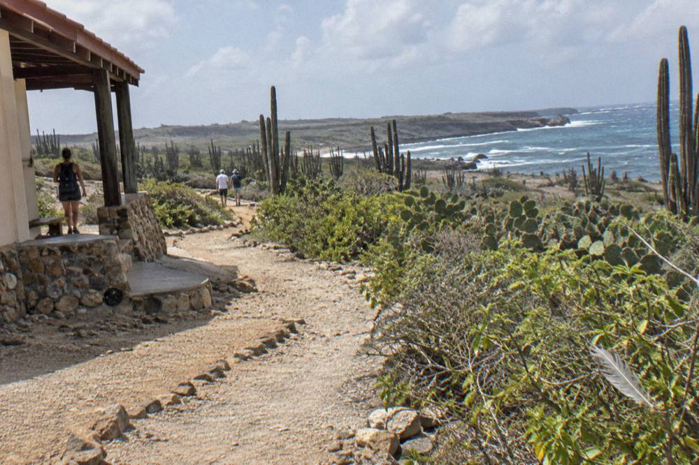 A rugged dirt track winding through dry cactus scrubland toward a rocky coastline
