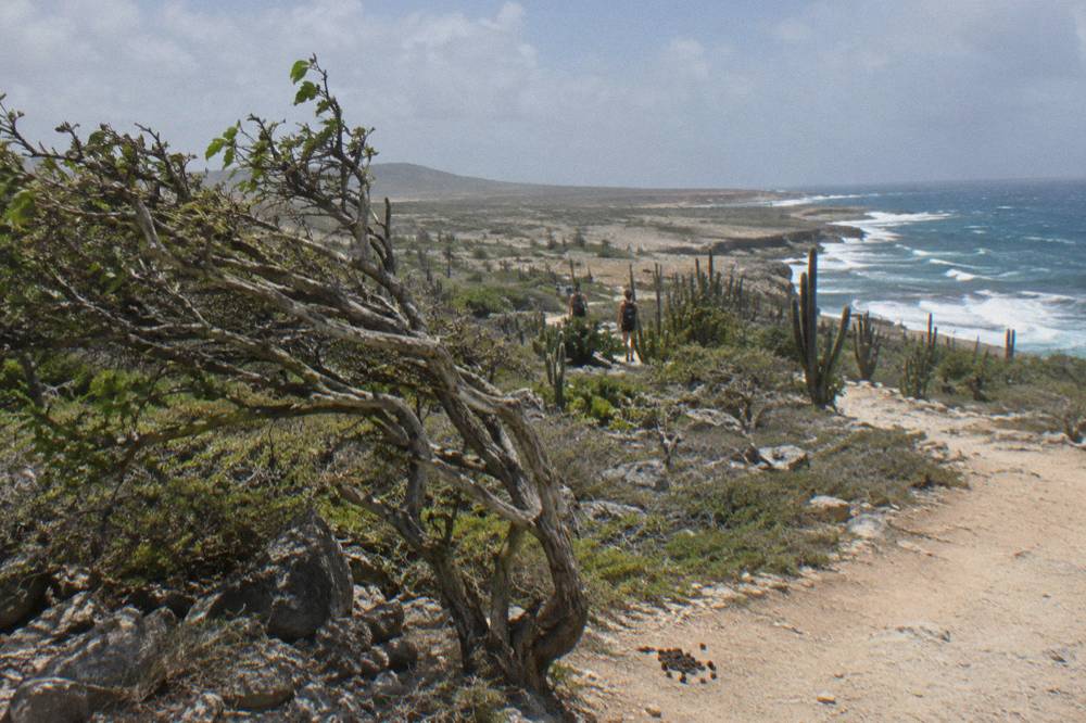 A desert landscape of cactus and stone with the north-east coastline in the distance