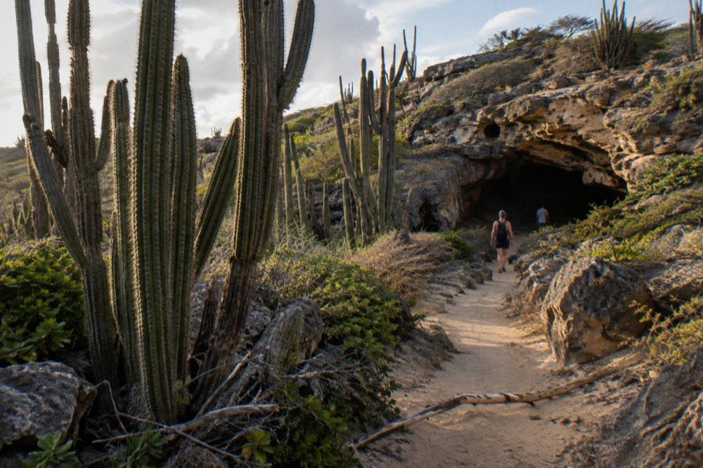 Desert trail through tall cacti and rocky limestone terrain toward a dark cave entrance with two people walking