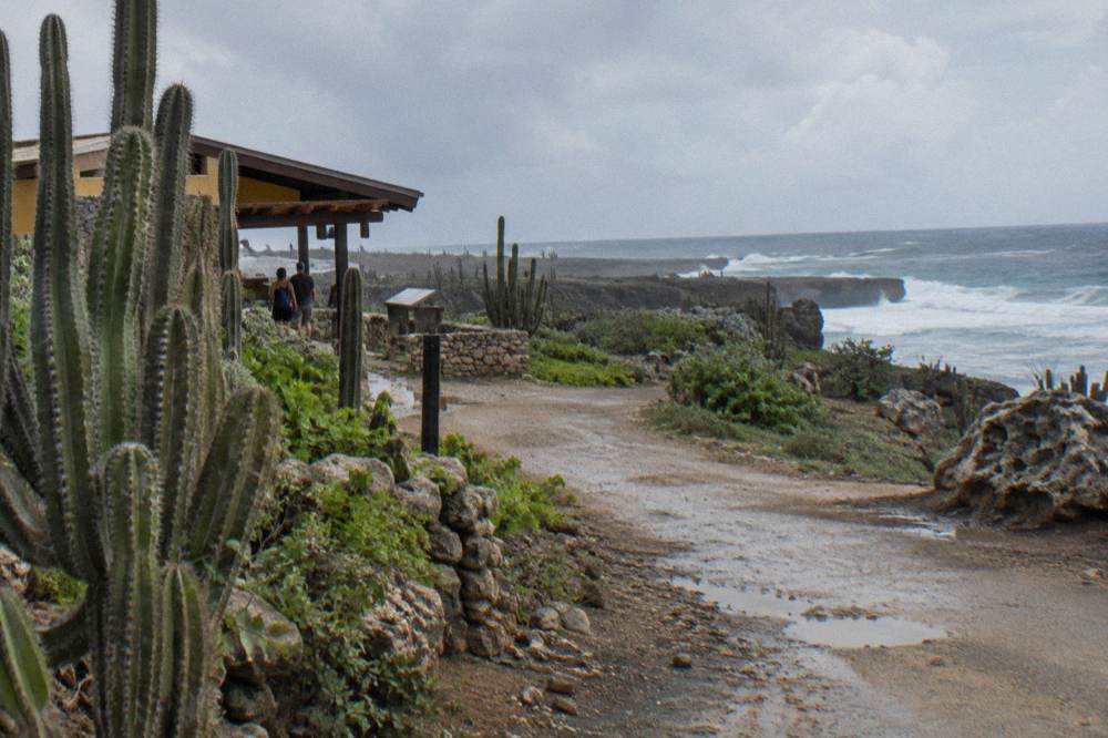 A coastal dirt track curving between cacti and wind-carved limestone rocks with white surf breaking on rocks in the distance