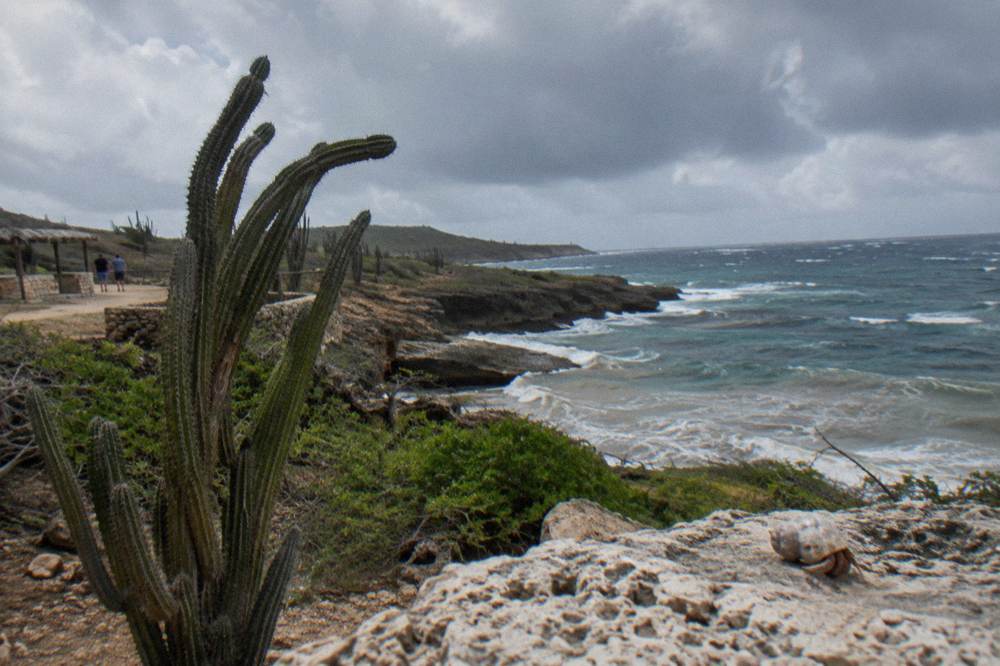 Dramatic clouds over a rocky desert coastline with cactus in the foreground