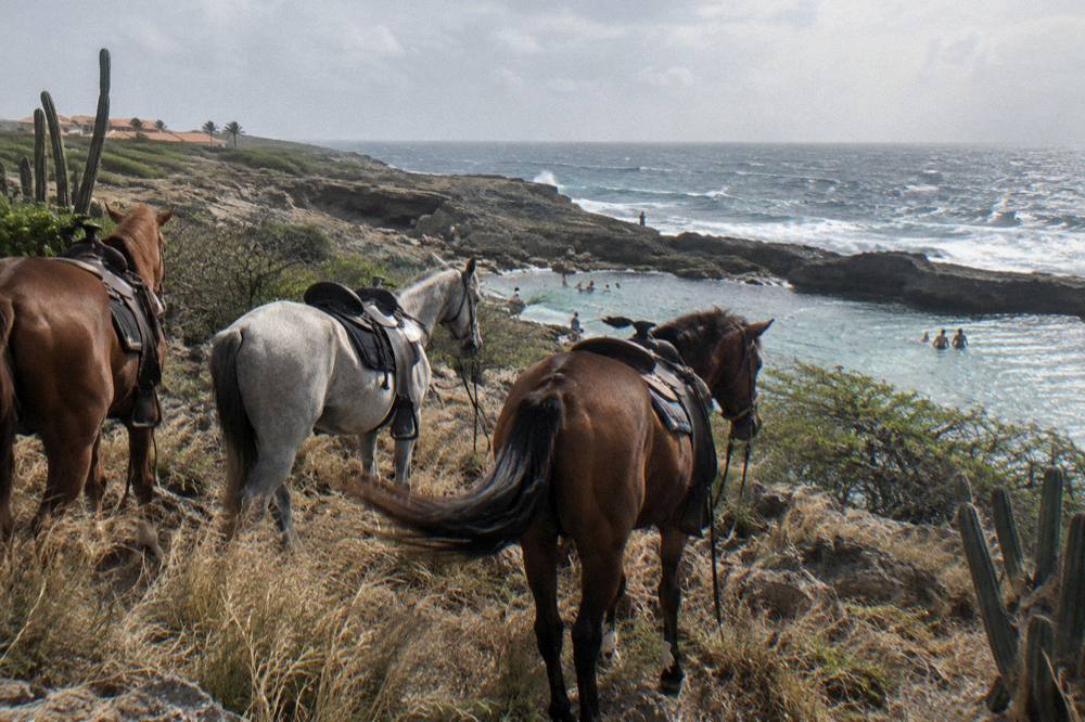 Horses standing on a rocky coastal path above a natural rock pool, saddles empty, morning haze over the sea