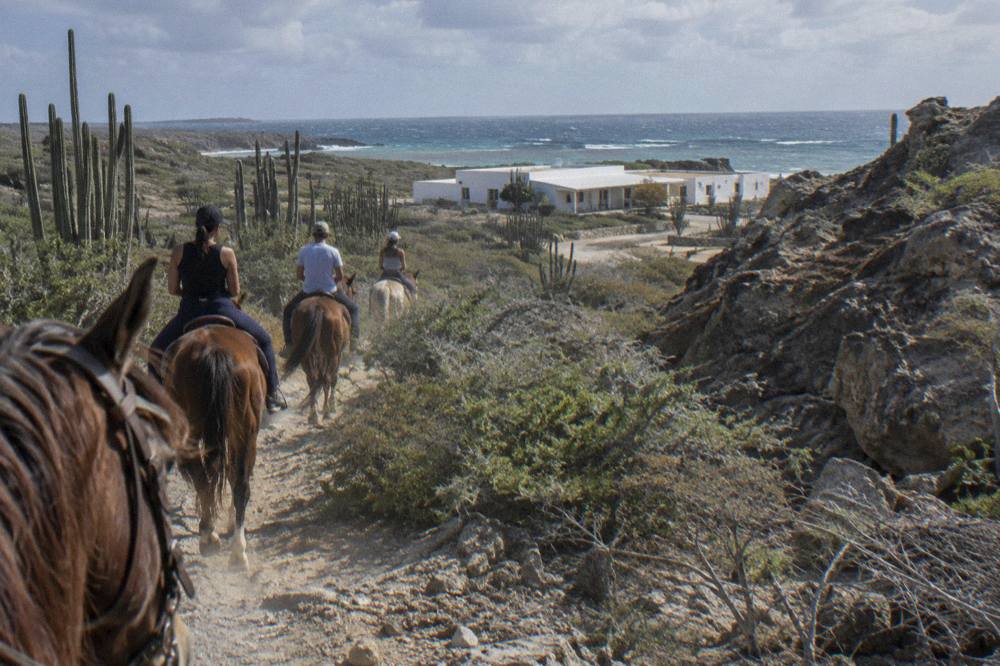 A line of saddled horses walking a dirt trail through cactus and dry scrub inside Arikok National Park