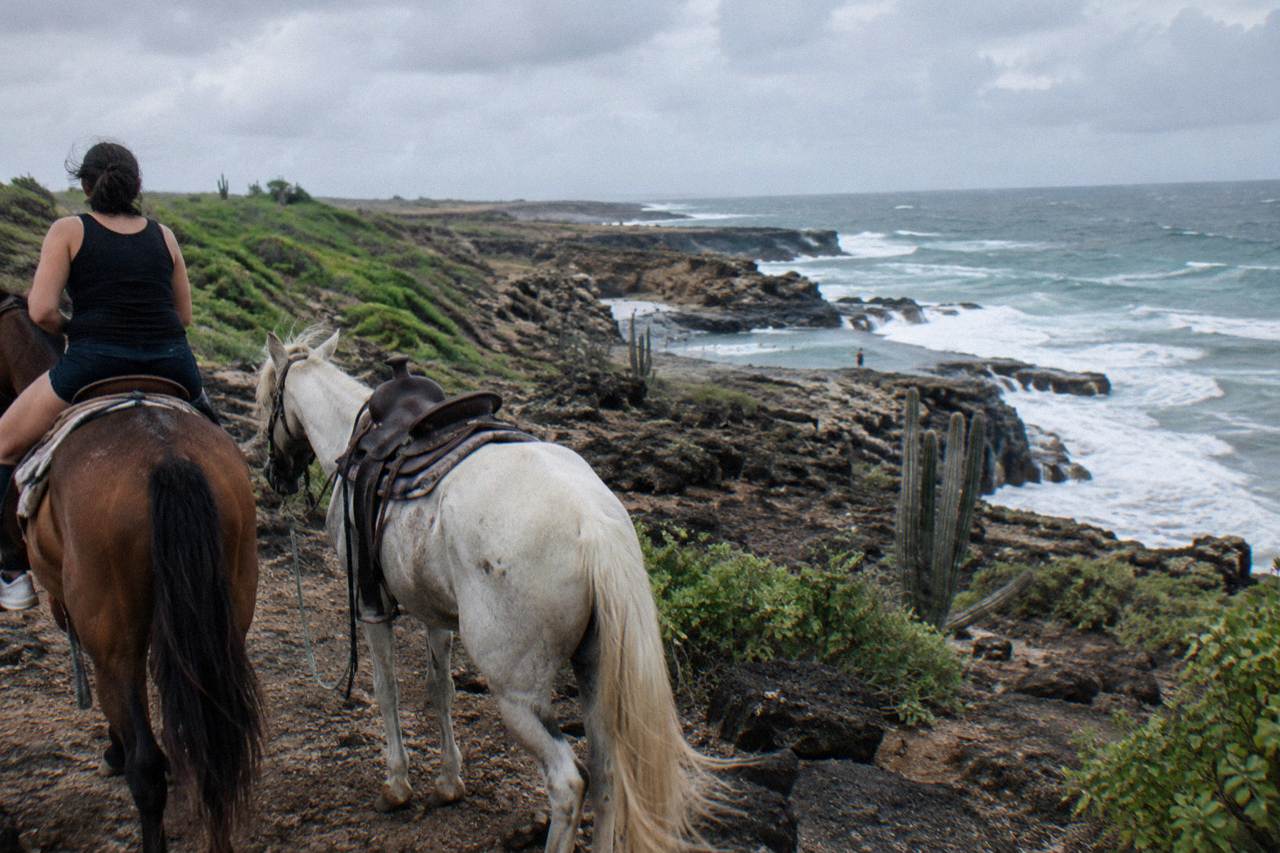 Horses standing on a rocky trail above the rugged north coast of Aruba near the Natural Pool