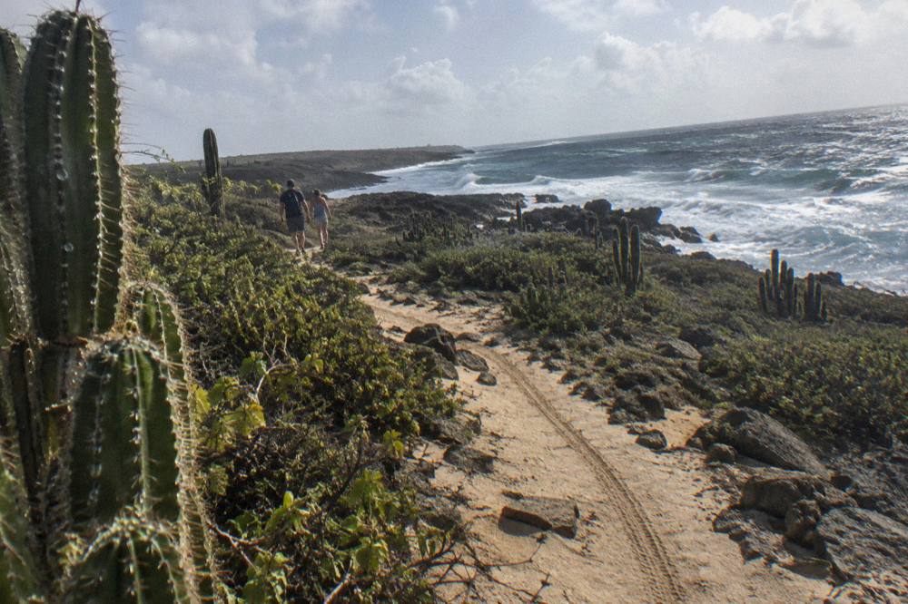 A dirt trail crossing dry cactus terrain toward a rocky coastline in early light