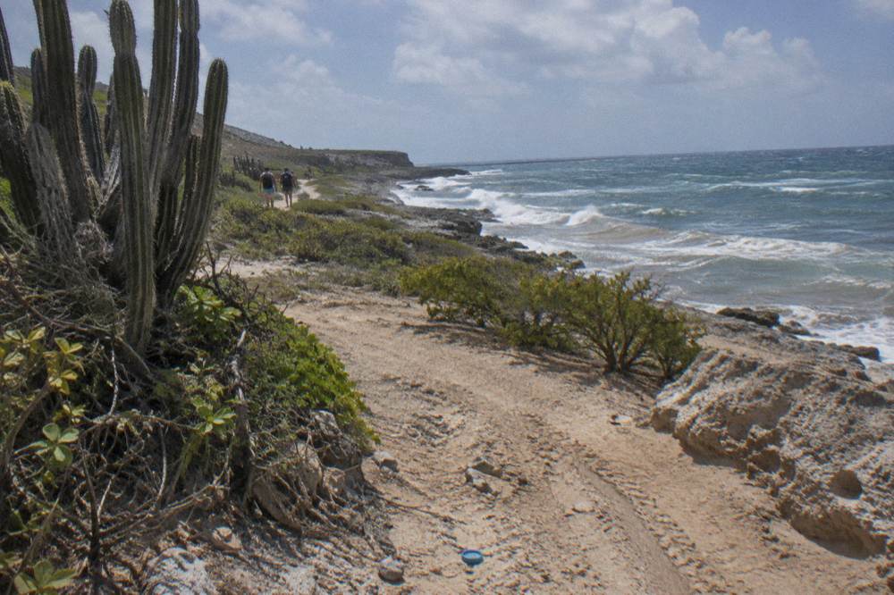 Dirt trail winding past cacti toward a rocky shoreline under open sky